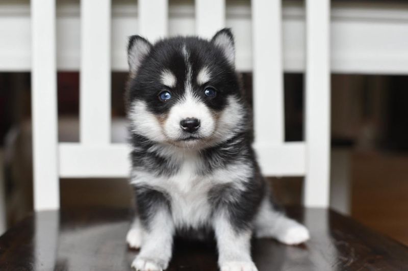 Pomsky
