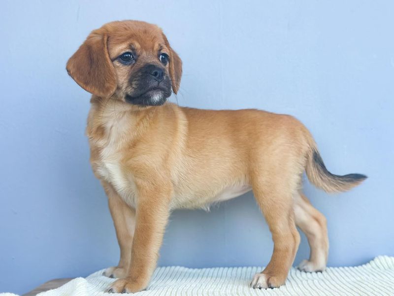 Puggle