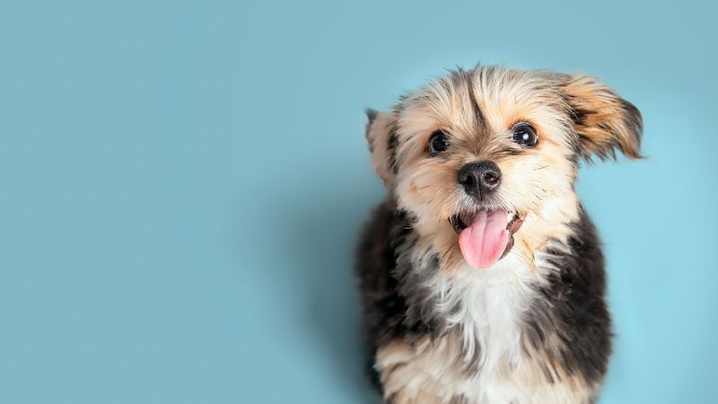 Morkie