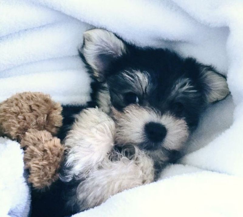 Morkie