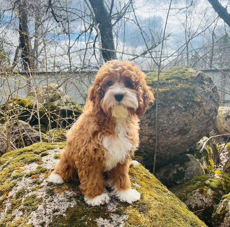 Cockapoo