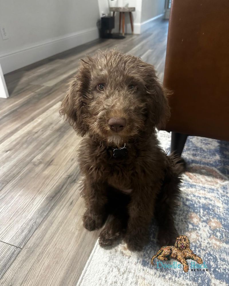 Labradoodle