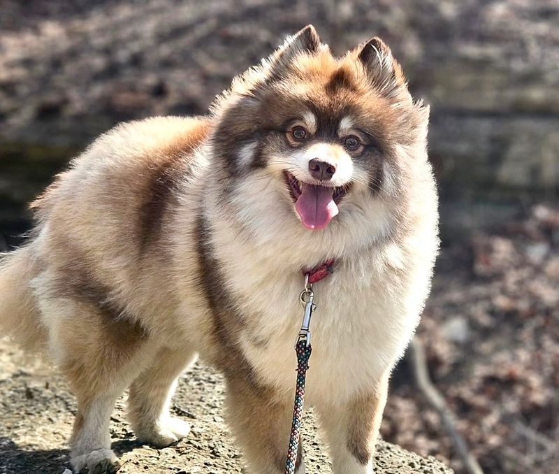 Pomsky