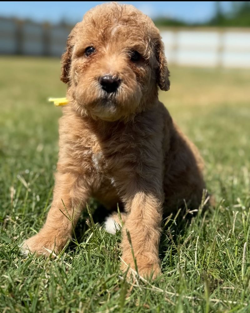 Goldendoodle