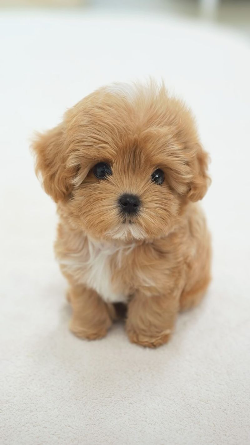 Maltipoo