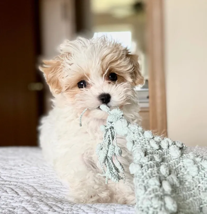 Maltipoo