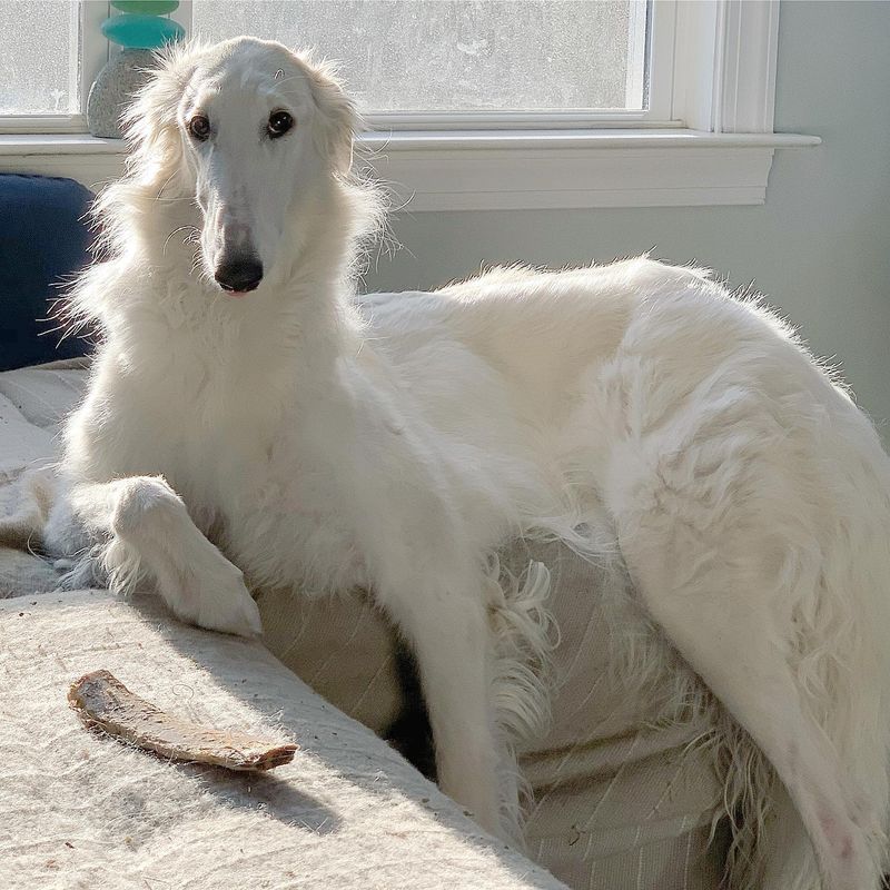Borzoi