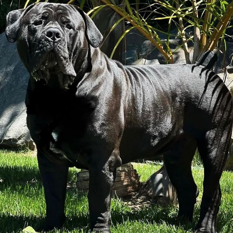 Boerboel