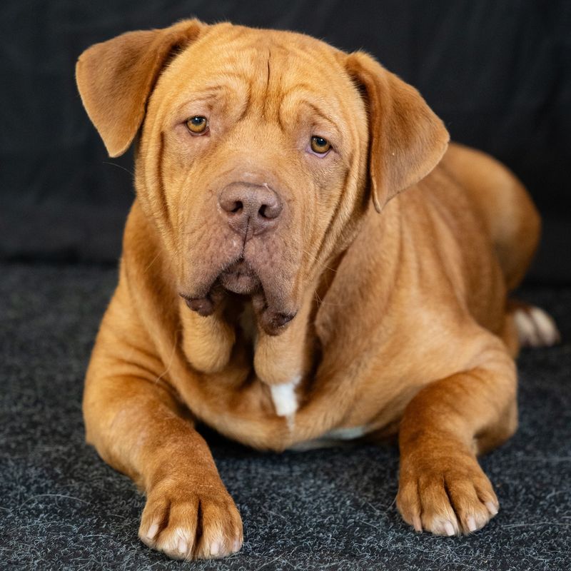 Dogue de Bordeaux