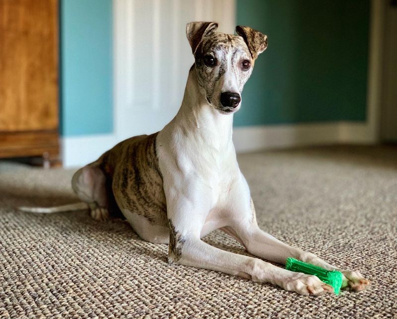 Whippet