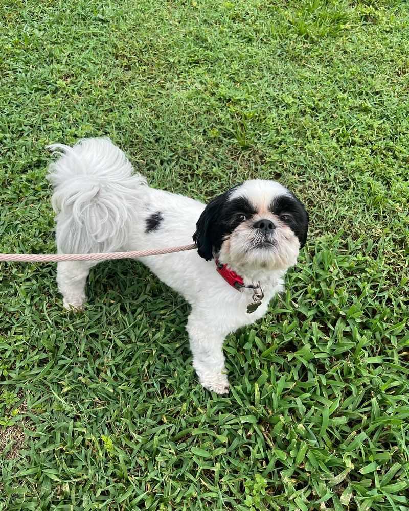 Shih Tzu