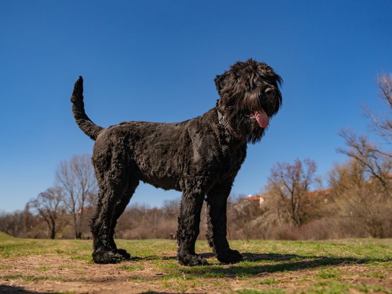 Russian Black Terrier
