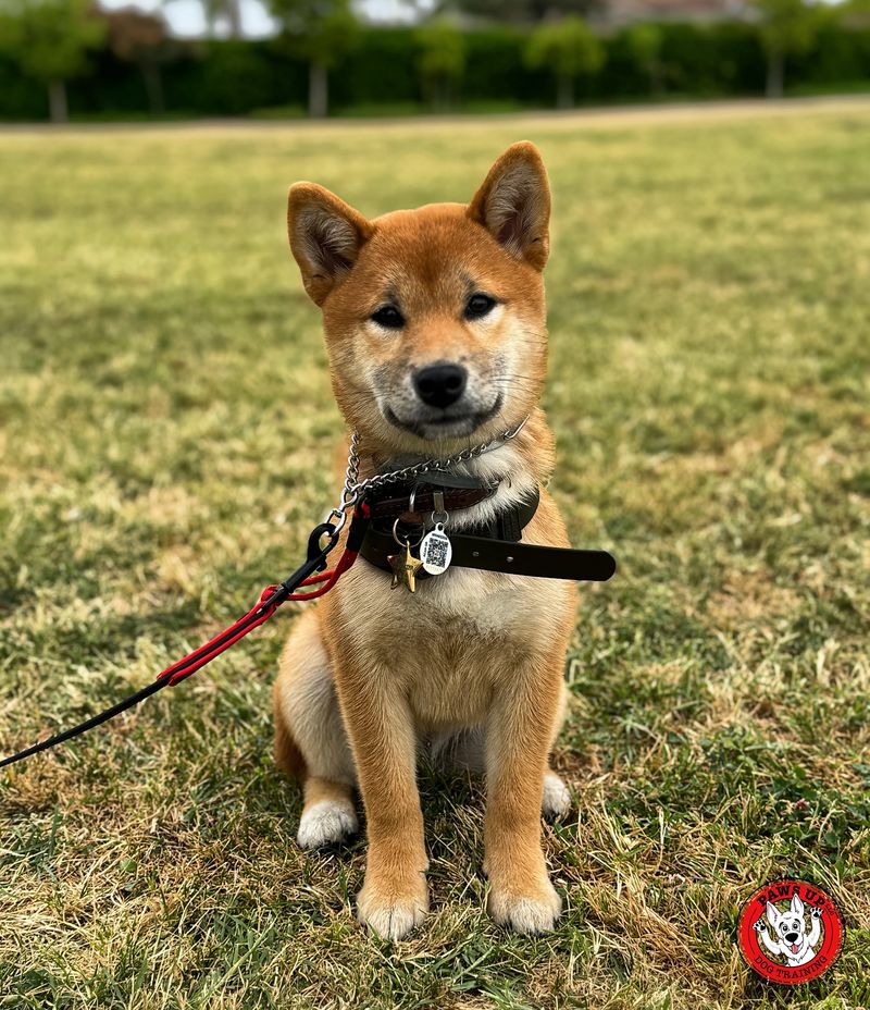 Shiba Inu