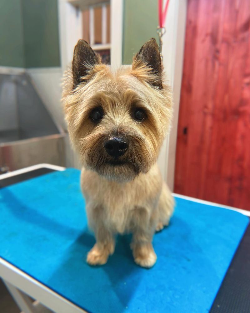 Cairn Terrier
