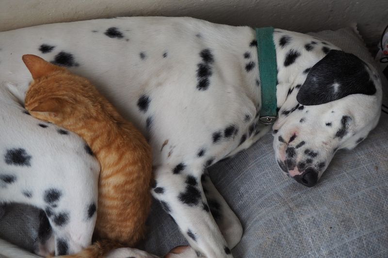 Dalmatian