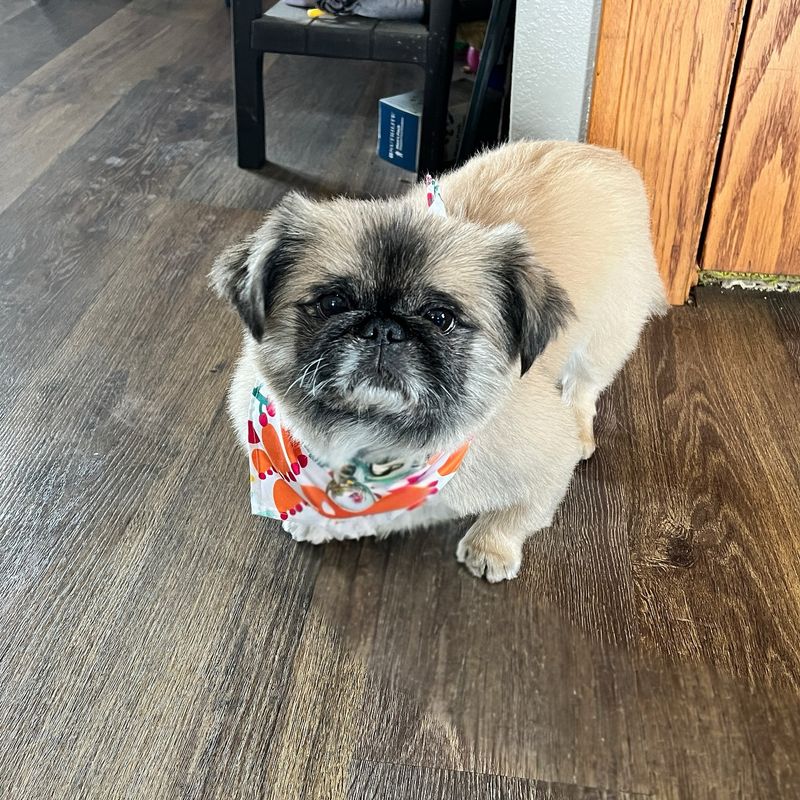 Pekingese