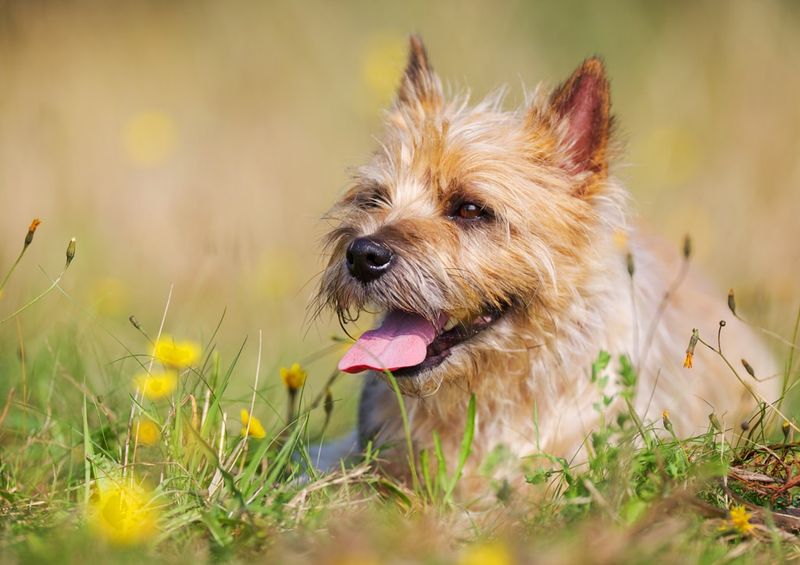 Cairn Terrier