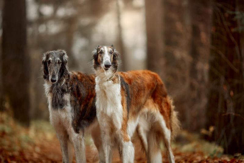 Borzoi