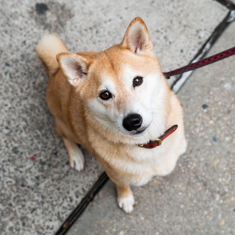 Shiba Inu