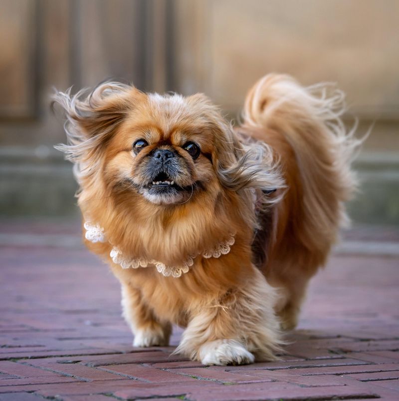 Pekingese