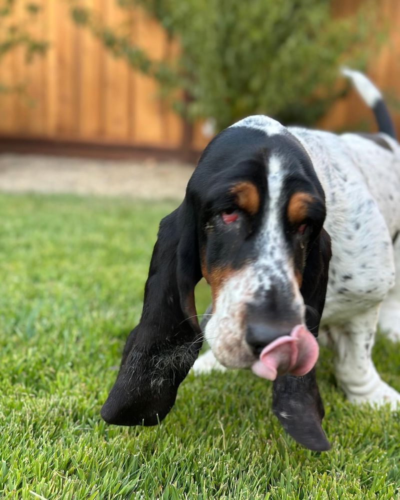 Basset Hound