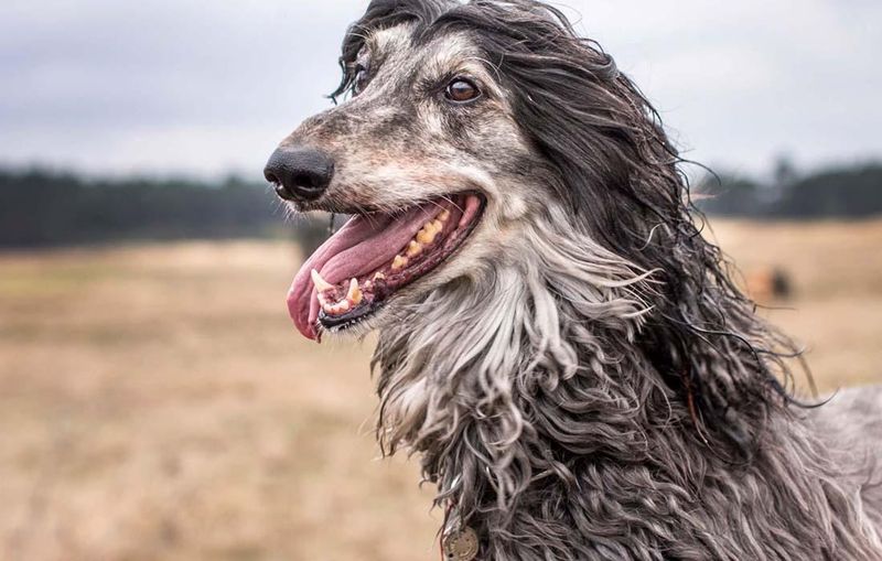 Afghan Hound