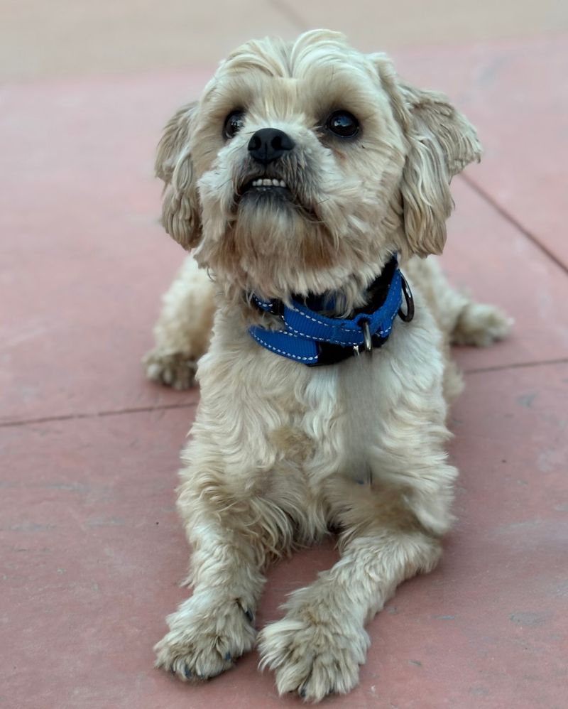 Lhasa Apso