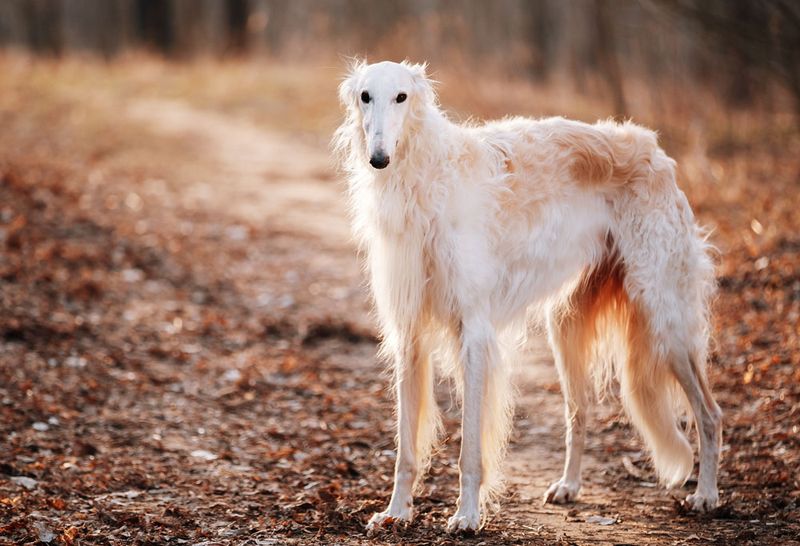 Russian Borzoi