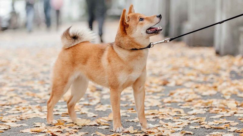 Shiba Inu