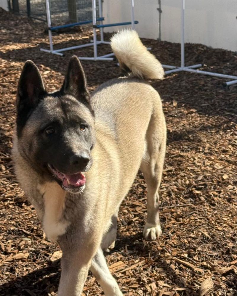 Akita