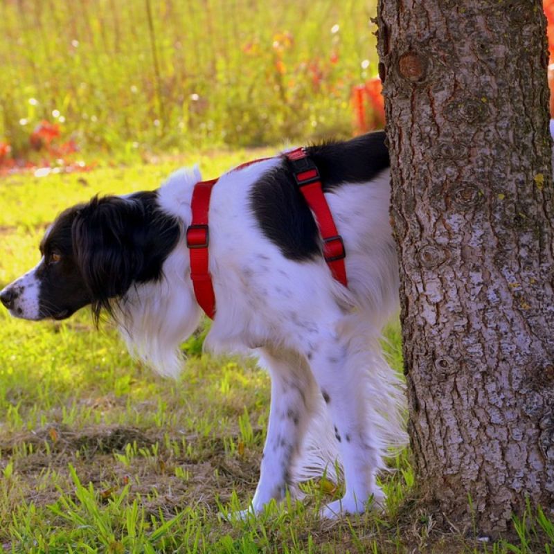 Communication Through Scent
