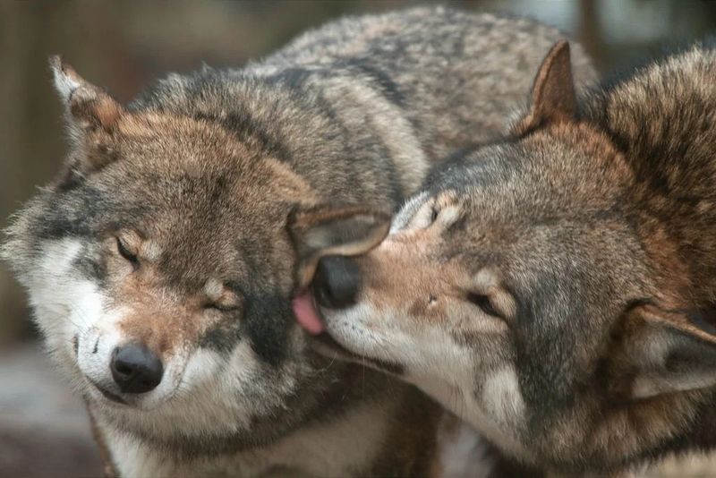 Pack Bonding Rituals