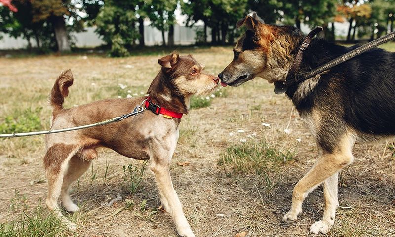 Introduce New Dogs Slowly