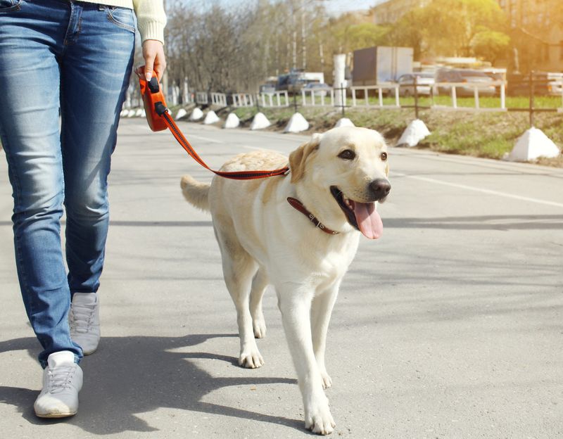 Gentle Leash Walking