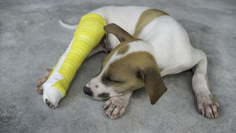Fractures or Sprains
