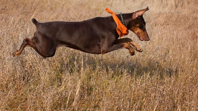 Strong Prey Drive