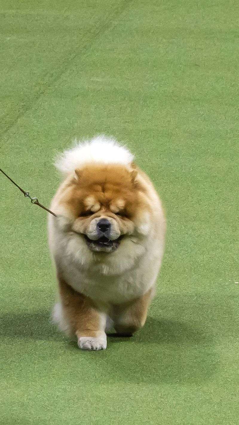 Chow Chow