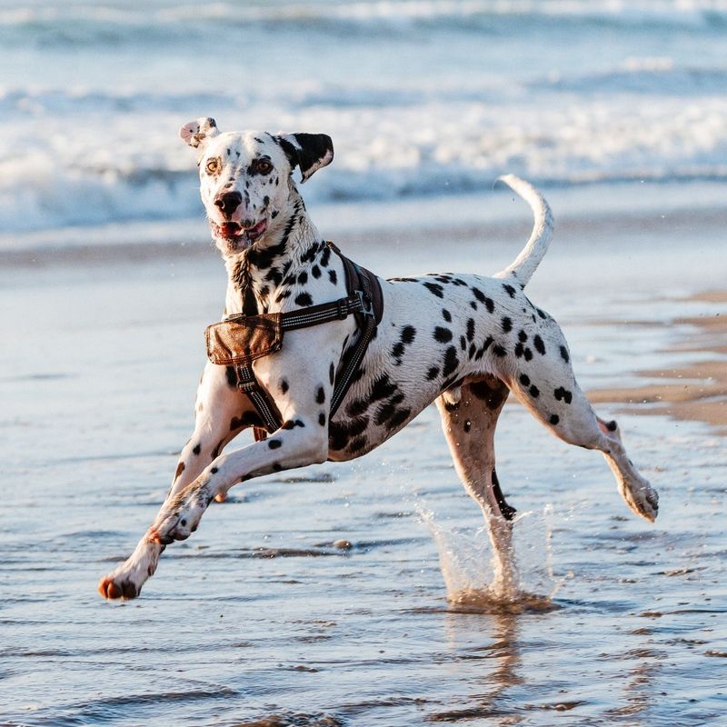 Dalmatian