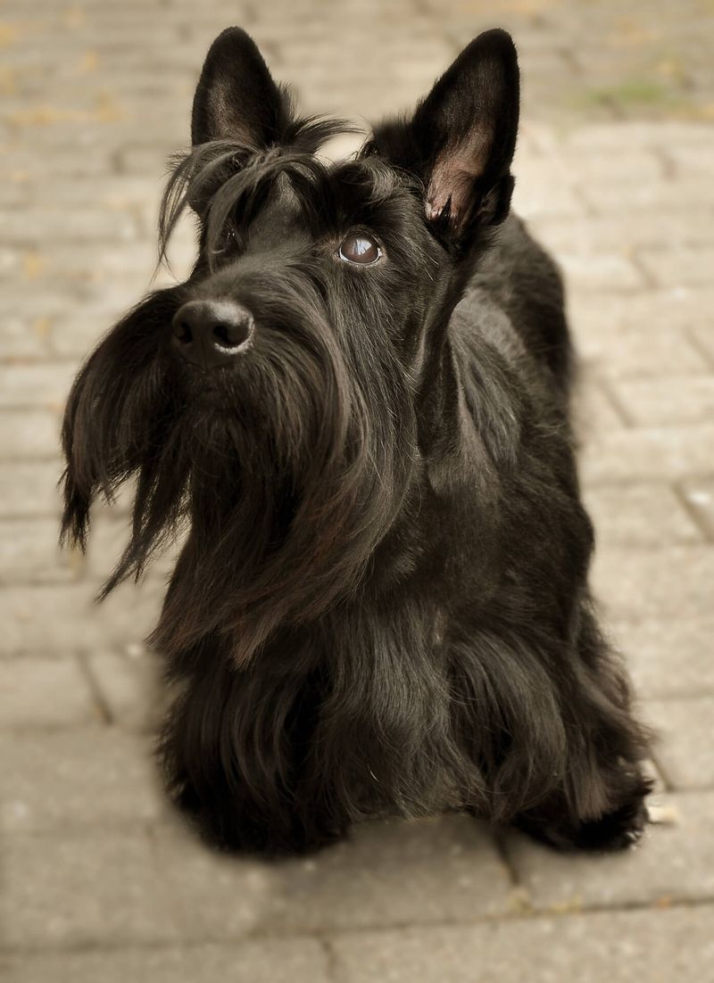 Scottish Terrier