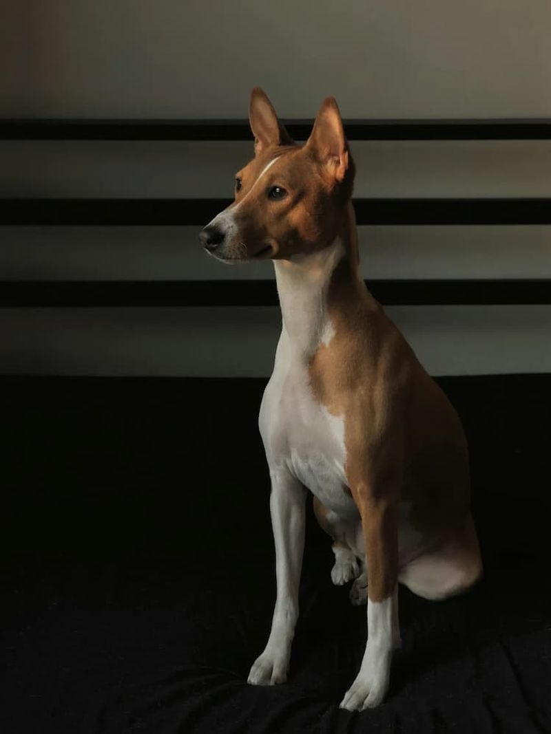 Basenji