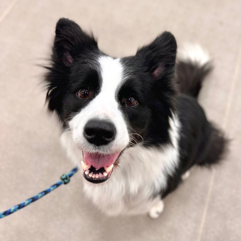 Border Collie