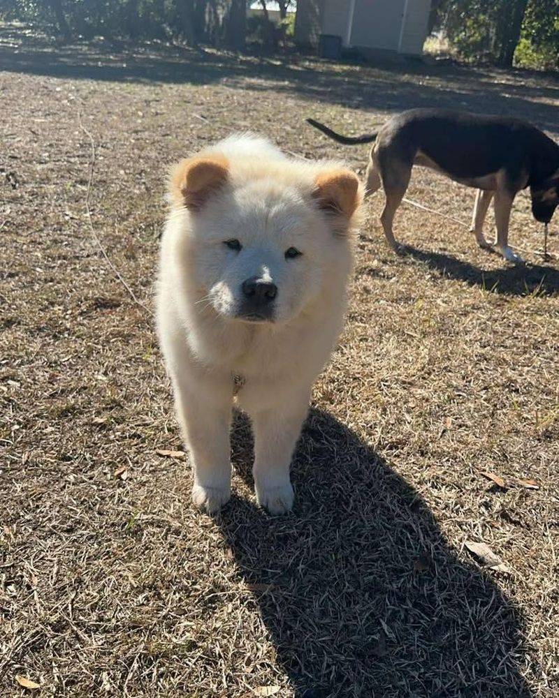 Chow Chow