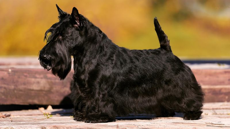Scottish Terrier