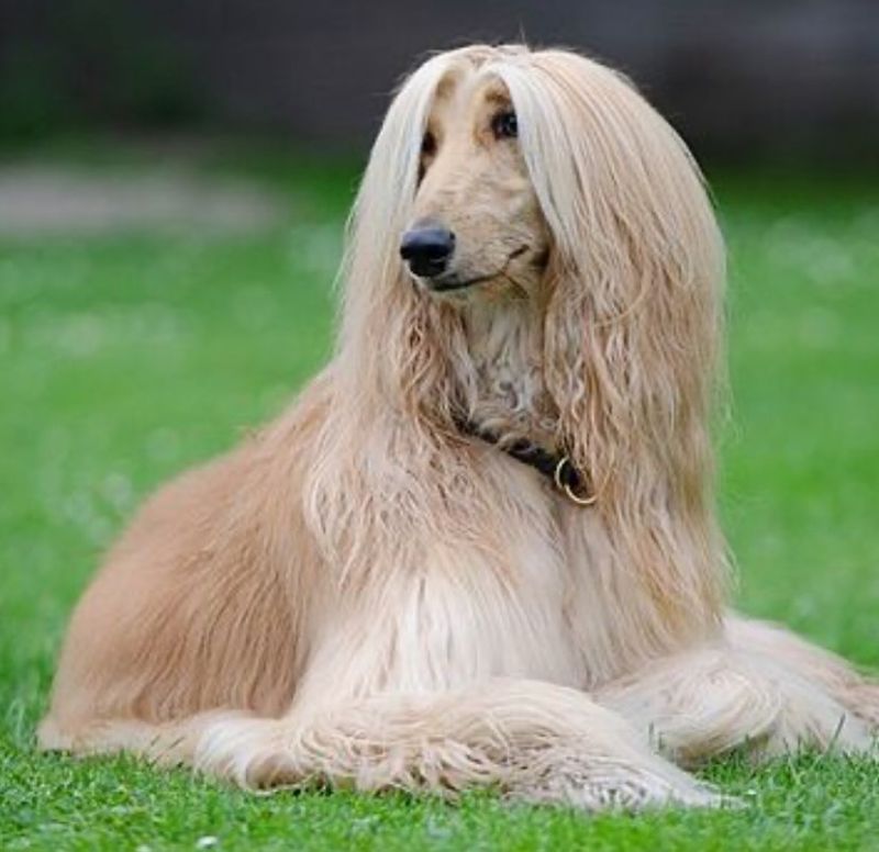 Afghan Hound