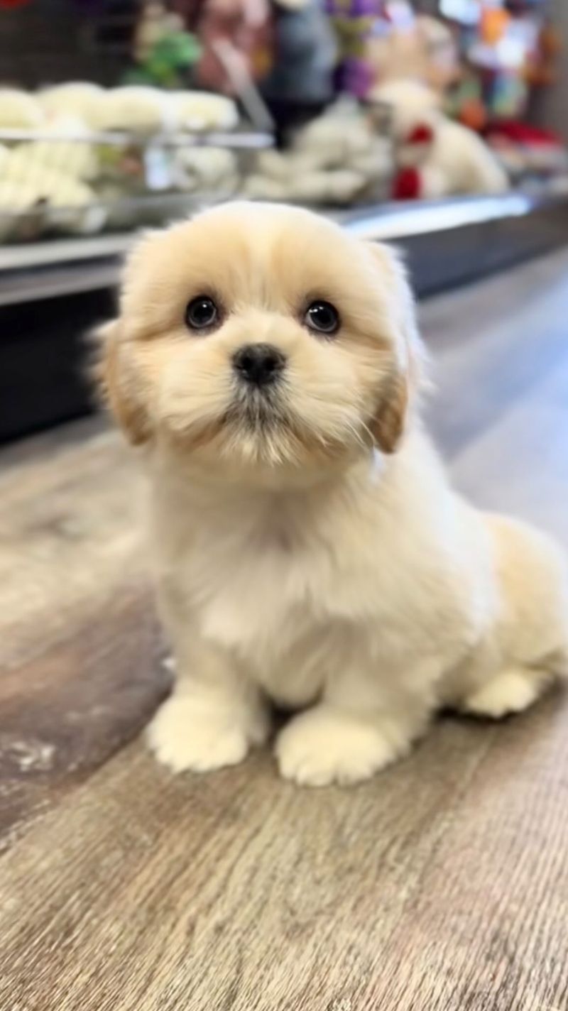 Lhasa Apso