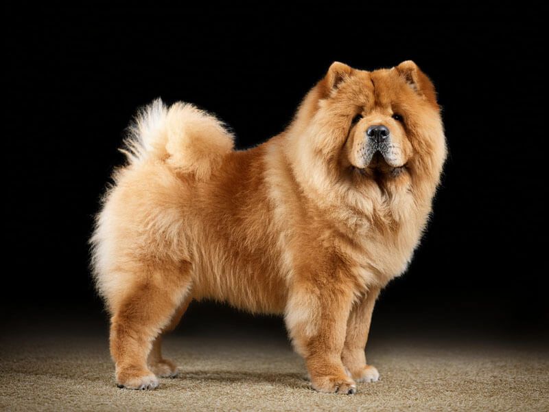 Chow Chow