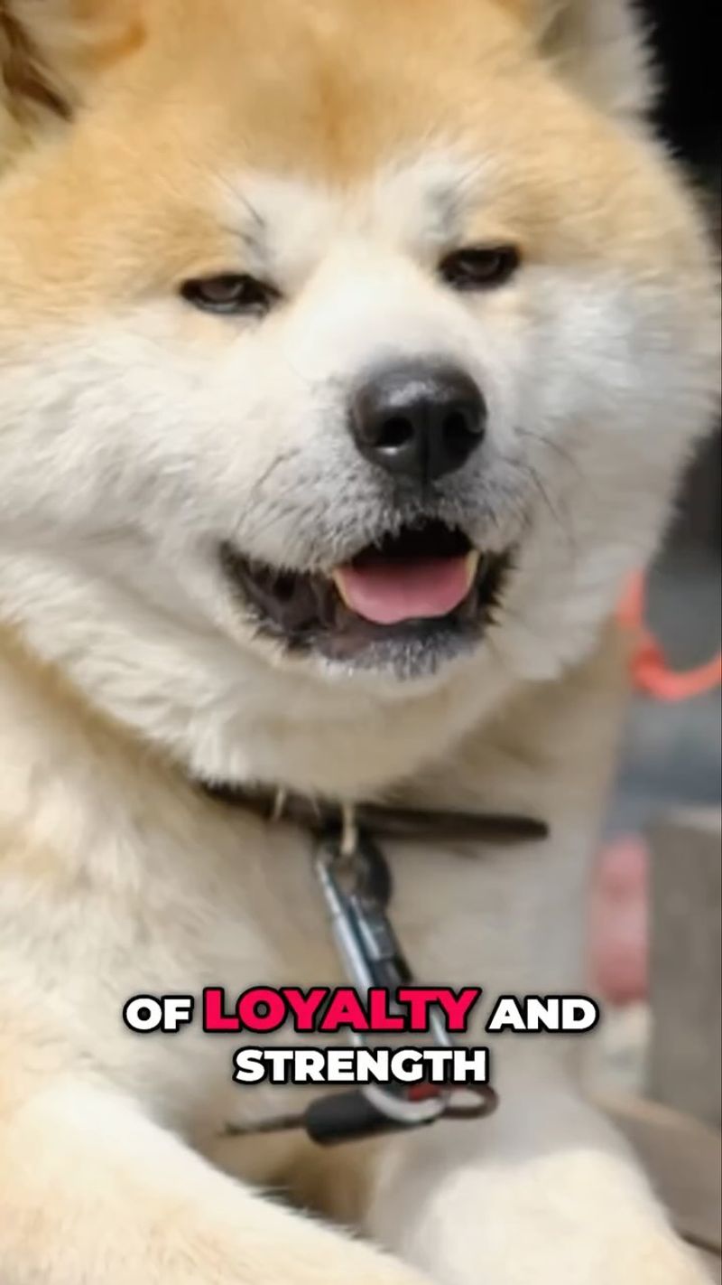 Akita