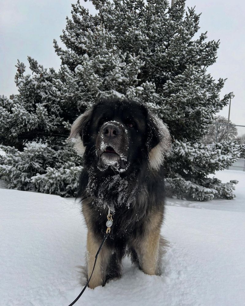 Leonberger
