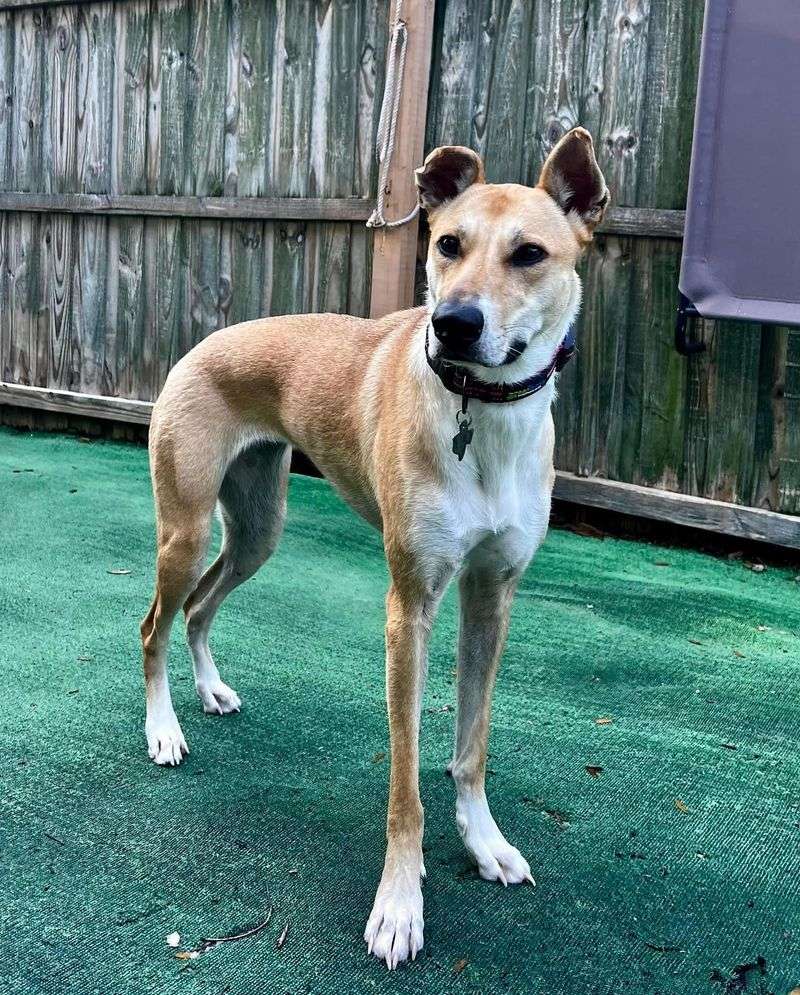 Greyhound