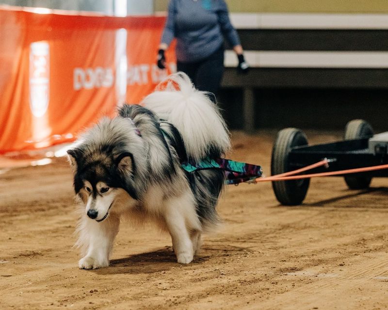 Alaskan Malamute